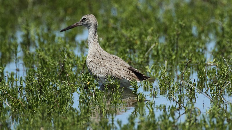 Willet High Island_2010_04_24_3812.JPG
